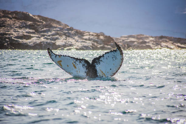 istock Whale diving in Petermann Island, Antarctica 1310449670