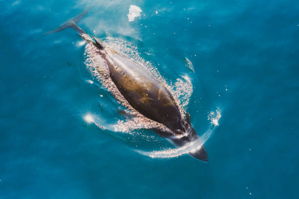 istock Whale Diving in Neko Harbour 1310449685