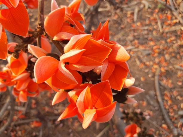 istock Orenge flowers of Butea monosperma. 1310449708