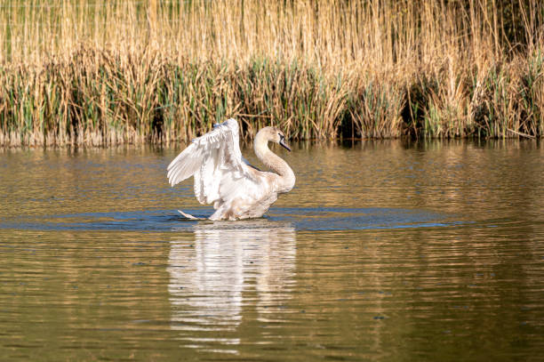 istock Juvenile mute swan spreading wings and preening feathers 1310450218