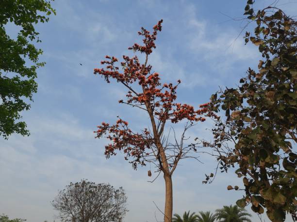istock Bastard teak flower in blue sky background. 1310450226