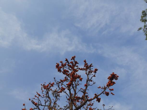 Bastard teak flower in blue sky background. Butea monosperma or palash flower of India in tree. Butea native flower. Plaso monosperma, Butea frondosa, Erythrina monosperma. Its other names include flame-of-the-forest, and bastard teak.
