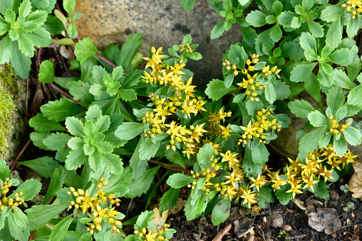 Yellow flowers of Sedum