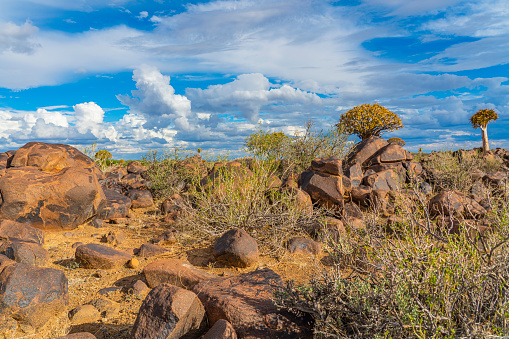 Quiver trees in warm light, background blue sky with beautiful clouds at Keetmanshoop, Namibia