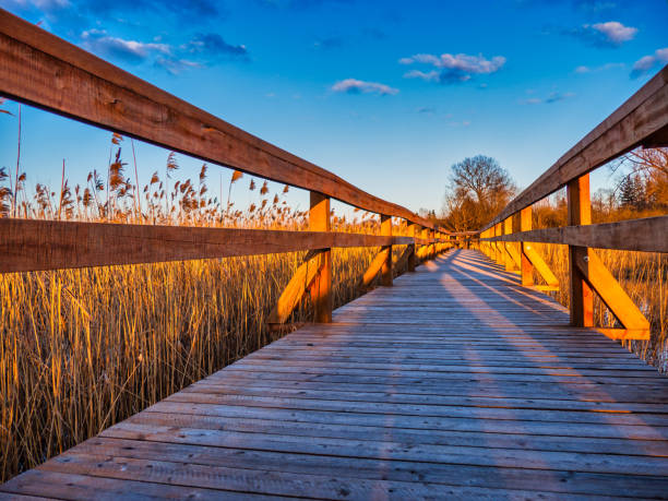 istock Boardwalk Path Through the Wetlands in National Park 1310451922