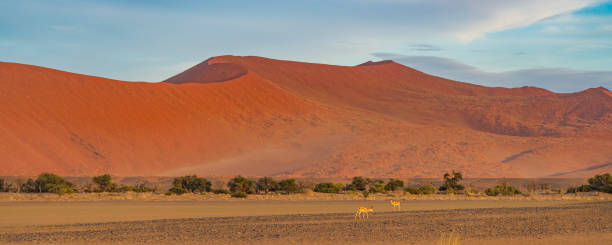 springbok at the savanna, background dunes, sossusvlei, namibia. - landscape panoramic kalahari desert namibia imagens e fotografias de stock