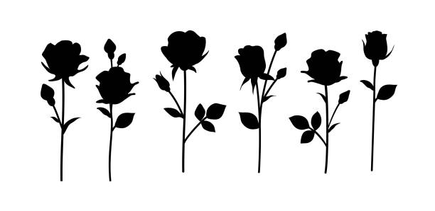 blume-symbol. satz von dekorativen garten rose mit knospe und blätter silhouette isoliert auf weiß. - branch twig bud isolated stock-grafiken, -clipart, -cartoons und -symbole