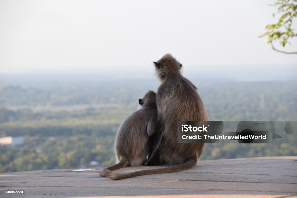Pensive and loving monkey family, Mihintale, Sri Lanka Photo from a tour of Sri Lanka, formerly the island of Ceylon Mihintale Stock Photo
