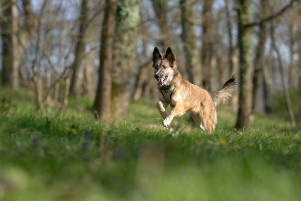 Dog jumping in the grass