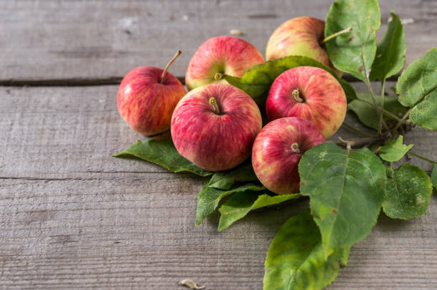istock branch of red apples on the table 1310455298