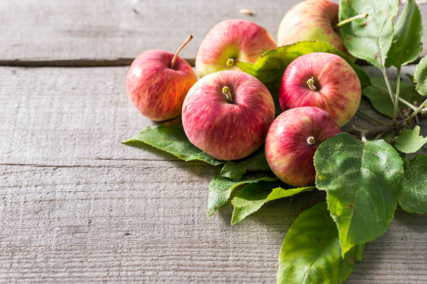 istock red apples in the garden 1310455322