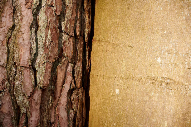 Rough wood texture
