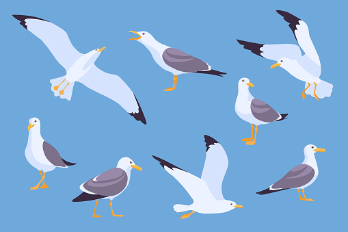 Set of cartoon beach seagulls flying in sky vector illustration. Collection of isolated flat gulls sitting and soaring on blue background. Atlantic birds, nature concept for apps, advertising
