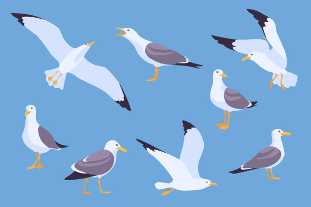 Set of cartoon beach seagulls flying in sky vector illustration Set of cartoon beach seagulls flying in sky vector illustration. Collection of isolated flat gulls sitting and soaring on blue background. Atlantic birds, nature concept for apps, advertising seagull stock illustrations