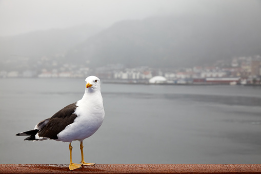 Seagulls in Norway's Bergen harbor are used to the food offered to them by tourists and come to eat hand in hand, and they are not afraid to approach people.