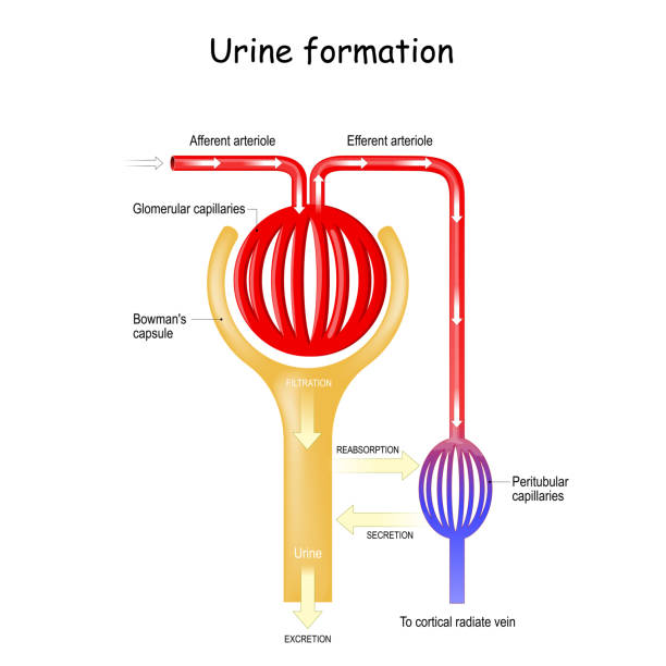 illustrazioni stock, clip art, cartoni animati e icone di tendenza di formazione di urina. glomerulus. rene. - glomerulus