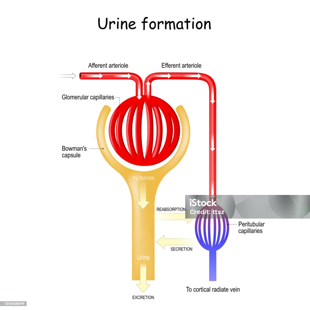 Urine Formation Glomerulus Kidney Stock Illustration - Download Image Now -  Glomerulus, Nephron, Filtration - iStock