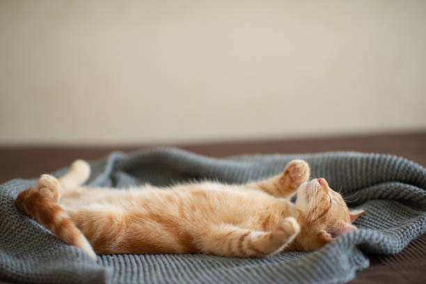 Cute red kitten with classic marble pattern sleeps on the back on sofa. Adorable little pet. Cute child animal. Professional studio photo. The kitten is five months old. Male.