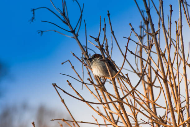istock One young house sparrow sitting on a branch 1310458320