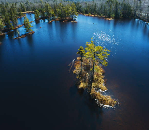 istock Wetland Island 1310458332