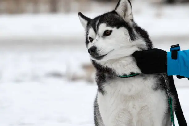 Photo of A human hand rudely holds the dog by the neck. The girl's hand grabs the pet by the skin on the street in winter. Dog breed Siberian husky against the snow. A dog and a man. Animal cruelty.
