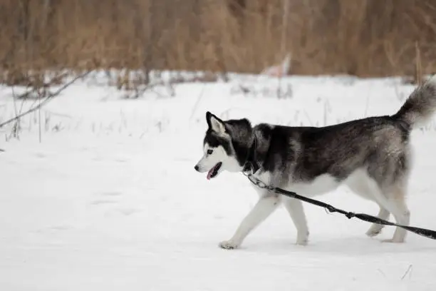 Photo of A Siberian husky dog walks in nature on a leash in the snow in winter. Walking pets in the cold season out of town. Dry grass and bare branches in the background. High quality photo