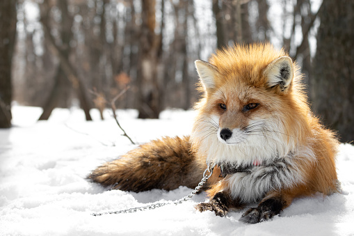 The red fox lies on the snow in the forest in a collar and on a chain. Predator on a leash in a natural habitat. Domesticated wild animal. Exotic pet.