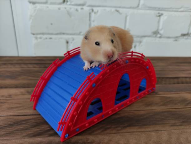 어두운 나무 배경에 슬라이드에 햄스터 - rodent hamster small apartment 뉴스 사진 이미지
