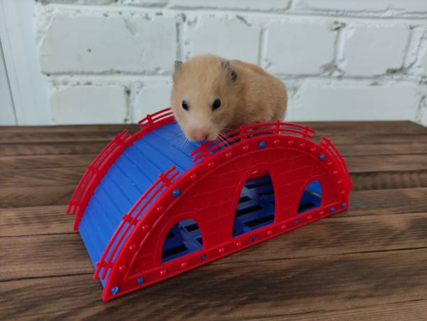 나무 배�경에 슬라이드에 햄스터 - rodent hamster small apartment 뉴스 사진 이미지