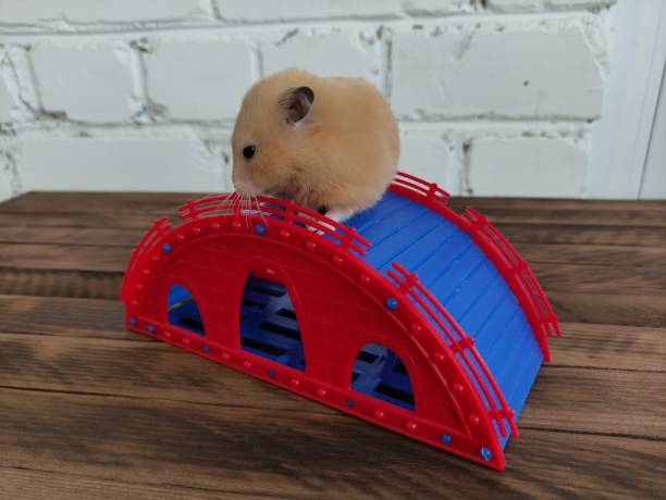 나무 배경에 슬라이드에 햄스터 - rodent hamster small apartment 뉴스 사진 이미지