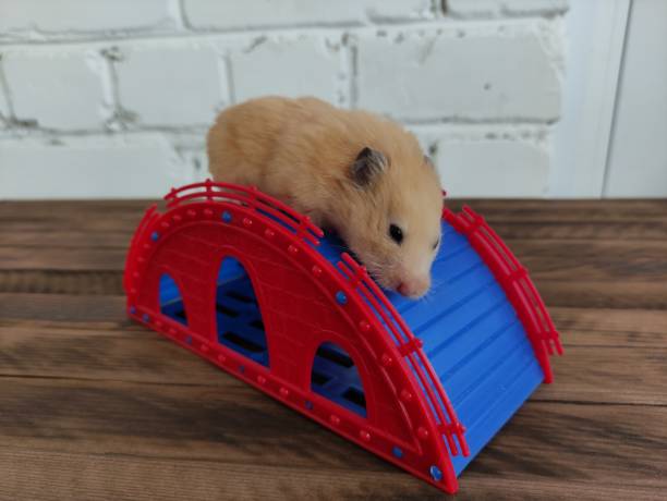 어두운 나무 배경에 슬라이드에 햄스터 - rodent hamster small apartment 뉴스 사진 이미지