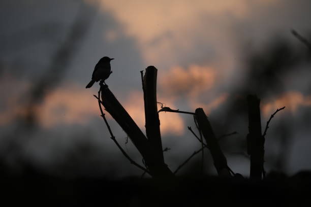 istock A bird in the silhouette 1310463279