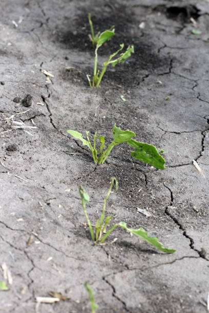 istock Beetroot plants on the plantation damaged by sugarbeet weevil (Asproparthenis punctiventris formerly Bothynoderes punctiventris) 1310463351