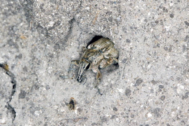 istock Sugarbeet weevil (Asproparthenis punctiventris formerly Bothynoderes punctiventris) on ground. It is an important pest of beet crops. 1310463381