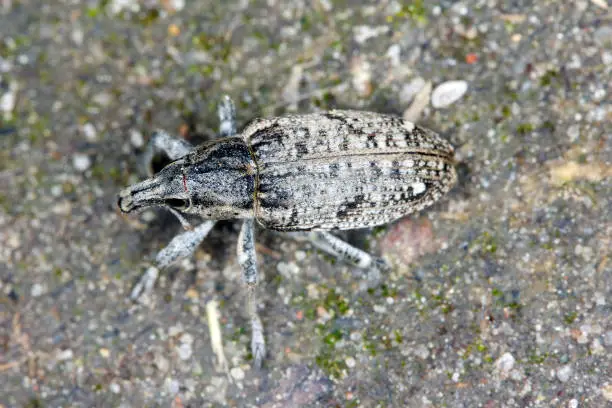 Sugar beet weevil (Asproparthenis punctiventris formerly Bothynoderes punctiventris). It is an important pest of beet crops.