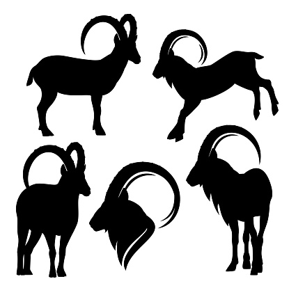 alpine ibex black and white vector silhouette set - standing and jumping mountain goats outline collection