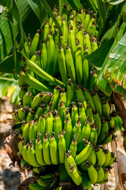 istock A bunch of bananas on the tree 1310467247
