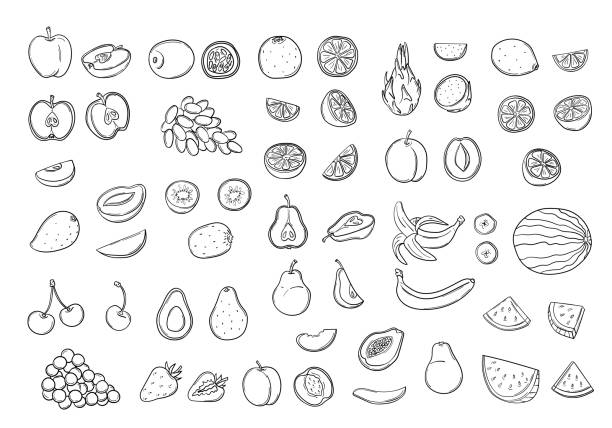 большой набор каракулей из натуральных тропических и цитрусовых фруктов в стиле ручной работы. цельно, разрезать на половинки и части. вега - apple fruit vector line art stock illustrations