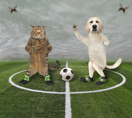 A cat and a dog in football boots are playing soccer in the stadium.