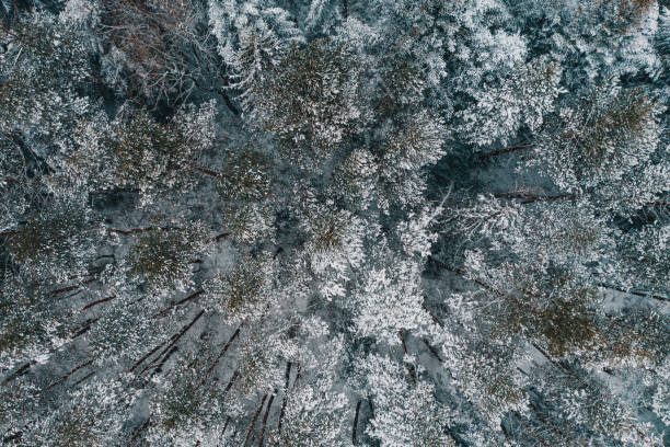 istock Winter evergreen forest, nature view from aerial view, snow-covered trees. 1310468631