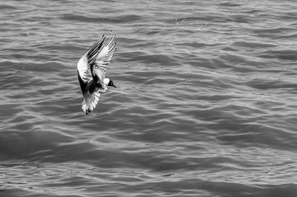 Black-headed gull, chroicocephalus ridibundus, winter plumage in flight