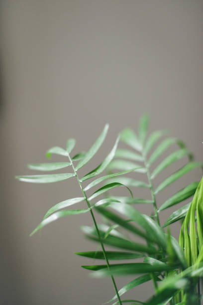 istock Close up of palm leaves. 1310470024