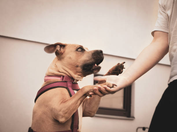 istock Dog gives master the paw 1310470042
