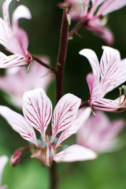 istock Colorful flower in garden in  summer 1310470709