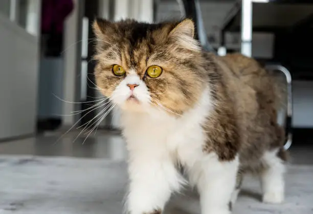 Photo of persian cat