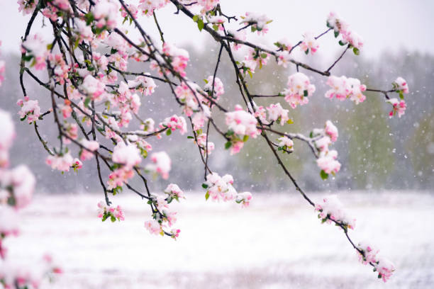 春の予期せぬ降雪時に雪に覆われたリンゴの木の花。庭の白い雪の下で凍る咲く花。 - flower tree white apple tree ストックフォトと画像