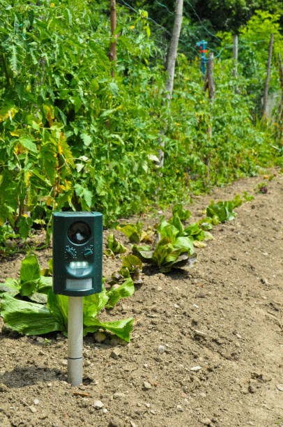 istock Electronic pest repeller on the vegetable garden. 1310477695