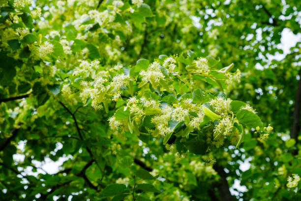Linden flowers on a tree Linden flowers on a tree tilia cordata stock pictures, royalty-free photos & images
