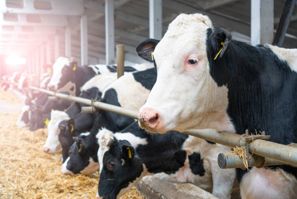 istock Cowshed. Dairy cows in a farm. Cows eating  fresh hay. Natural milk production process. 1310480792