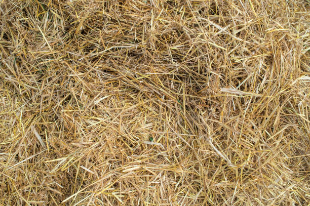istock texture of mown hay 1310480955